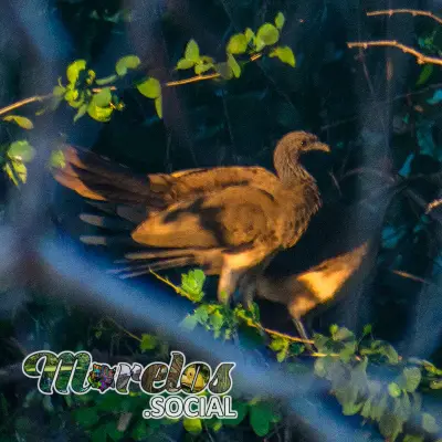 Fauna: Aves del estado de Morelos